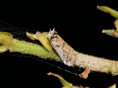 Edulicodes