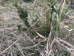 Bursaria spinosa spinosa