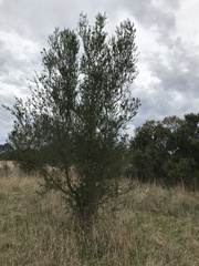 Bursaria spinosa spinosa
