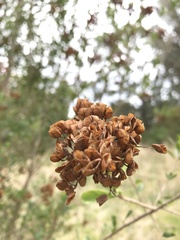 Bursaria spinosa spinosa