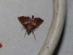 Endotricha olivacealis