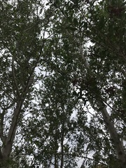 Bursaria spinosa spinosa