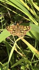 Carterocephalus skada