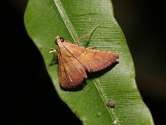 Endotricha olivacealis