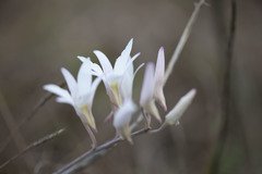 Dendrobium barbatulum