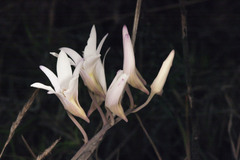 Dendrobium barbatulum