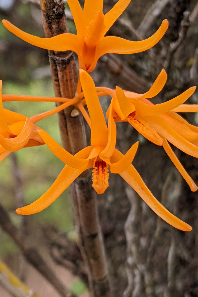 Dendrobium jerdonianum Wight