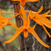 Dendrobium jerdonianum - Photo (c) Kristof Zyskowski, some rights reserved (CC BY), uploaded by Kristof Zyskowski