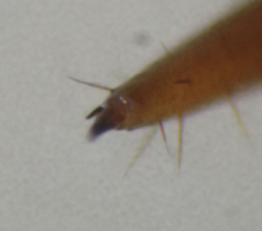 Lithobius peregrinus