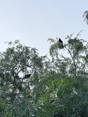 Corvus brachyrhynchos
