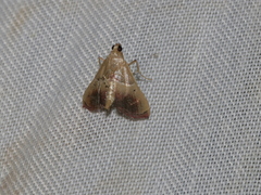 Endotricha repandalis