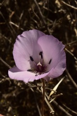 Calochortus splendens