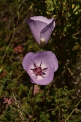 Calochortus splendens