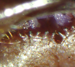 Lithobius peregrinus