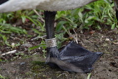 Branta canadensis