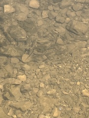 Rhinichthys atratulus