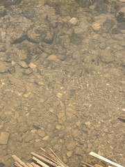 Rhinichthys atratulus