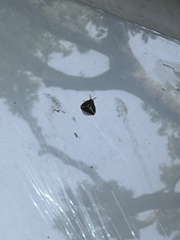 Lepidoptera