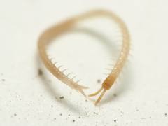 Schendyla nemorensis