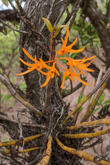 Dendrobium jerdonianum
