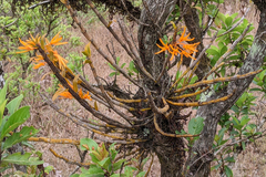 Dendrobium jerdonianum