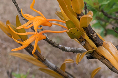 Dendrobium jerdonianum