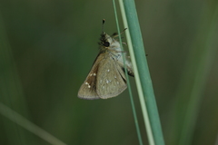 Piruna gyrans