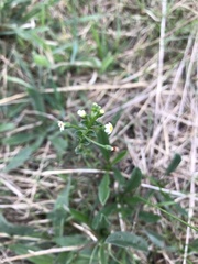 Hackelia suaveolens