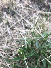 Hackelia suaveolens