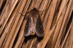 Noctuidae