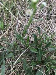 Hackelia suaveolens