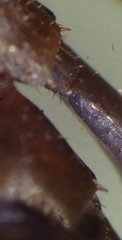 Lithobius peregrinus