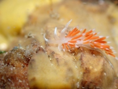 Coryphellina albomarginata