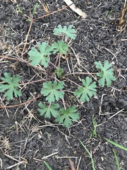 Geranium