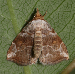Oxycilla malaca