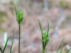 Carex umbellata