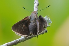 Asbolis capucinus