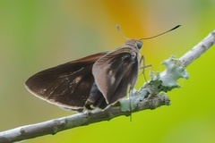 Asbolis capucinus