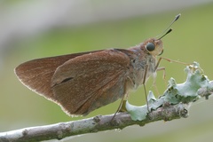 Asbolis capucinus