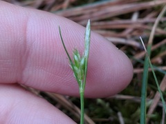 Carex umbellata