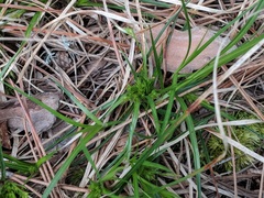Carex umbellata