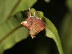 Stemmatophora flavicaput