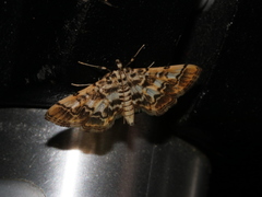 Lamprosema commixta