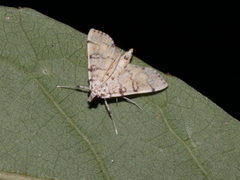 Lamprosema tampiusalis