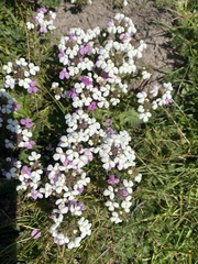 Triphysaria versicolor