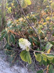Fothergilla gardenii