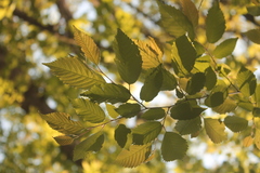 Carpinus tropicalis