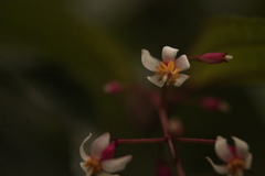 Miconia cornoides