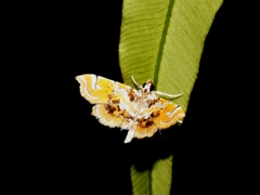 Musotima suffusalis