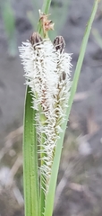 Carex hyalinolepis